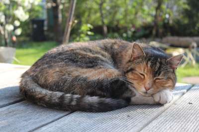 猫 动物 家畜 睡觉 自然 乐天