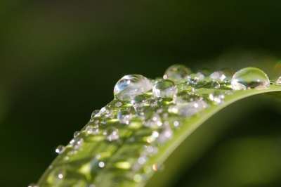 珍珠 雨 露 水滴 水 叶子 湿的 自然 纯度 植物 液体
