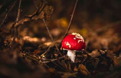 毒菌 蘑菇 菌 真菌学 森林地面 落下 森林 秋天 自然