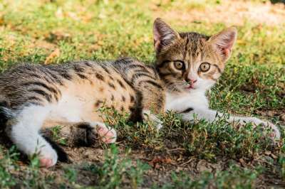 小猫 猫 宠物 猫科动物 动物 毛皮 基蒂 国内的 国内的猫