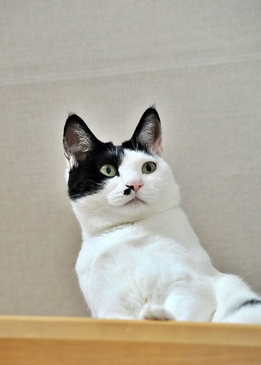 猫 动物 哺乳动物 可爱的 毛皮 猫和 雪 老虎 山猫