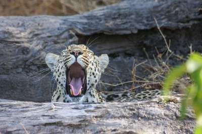 豹 非洲 苹果浏览器 野猫 博茨瓦纳 大猫 国家公园 自然
