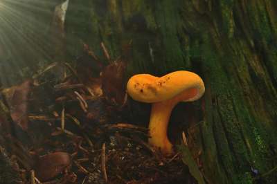 蘑菇 森林 自然 落下 苔藓 发现 关闭 森林地面 魔术