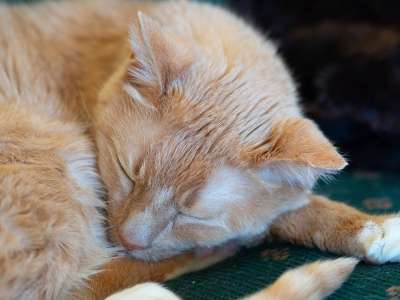 猫 睡觉 宠物 动物 可爱的 睡眠 小猫 甜的 老虎 毛皮
