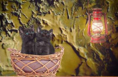 猫 年轻 篮子 坐着 灯笼 光 动物 家畜 可爱的 小的