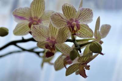 兰花 异国情调的花 花 工厂 黄花 装饰性的 温室 投标 斑纹