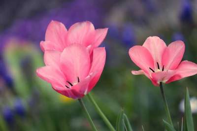 母亲节快乐 郁金香 粉色的 粉红色 郁金香花 打开 蔓延 花瓣