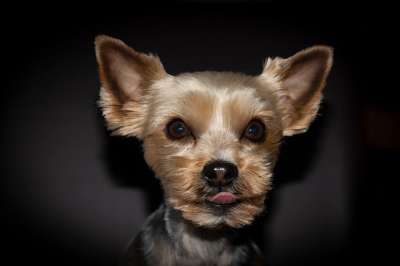 狗 Yorki 约克郡 纯种狗 小的 梗犬 动物 家畜 可爱的