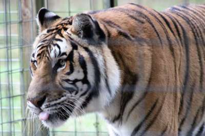 老虎 动物 动物园 捕食者 哺乳动物 大猫 野生动物 猫科动物