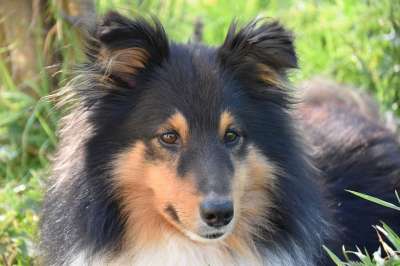 狗 狗的设得兰群岛牧羊犬 动物肖像 肖像设得兰群岛牧羊犬 纯种狗