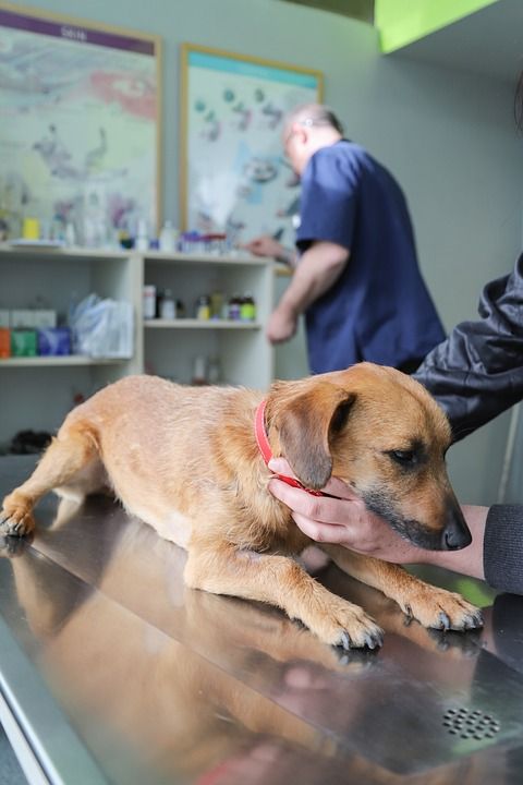 兽医 审查的狗 救护车 诊所 宠物 狗 健康 预防 动物 诊断