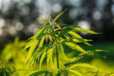 麻 大麻 树叶 绿色 植物 明亮的 农业 庄稼 逆光 照明心情