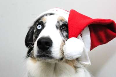 圣诞节 小狗 狗 Christmasdog 宠物 动物 可爱的