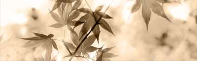 横幅 标头 枫 树叶 树 植物学 植物 植物群 分支 关闭