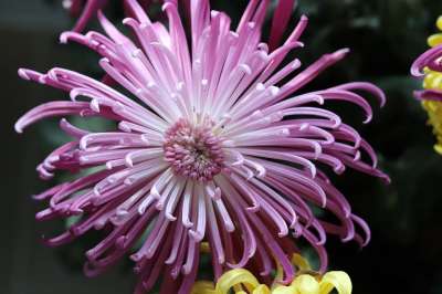 紫色菊花 菊花 秋天菊花
