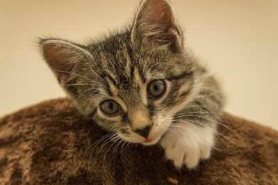 宿醉 小的 鲭鱼 小猫 家猫 家畜 可爱的 猫 猫宝宝 猫脸
