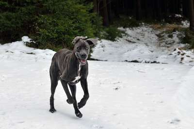 大丹在积雪 狗喜悦 大丹犬