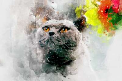 猫 水彩 动物 可爱的 宠物 小猫 白色的 卡片 丰富多彩的