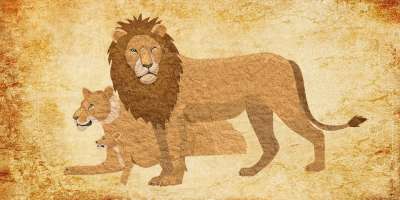 狮子 动物 优质的 美洲狮 野猫 彪马 母狮 夫妻 战斗机 王