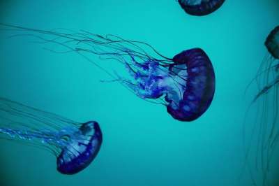 水下 海 海蜇 水 海洋 自然 蓝色的 生活 潜水 动物