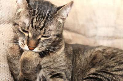 猫 小猫 和平 放松 休息 鱼骨 家猫 动物 宠物 曲奇