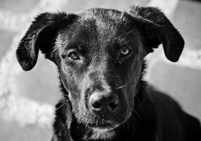 狗 看 吉祥物 动物 犬类 小狗 被遗弃