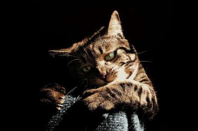 猫 播放 玩耍 宠物 动物 可爱的 玩 虎斑猫 重点 小猫