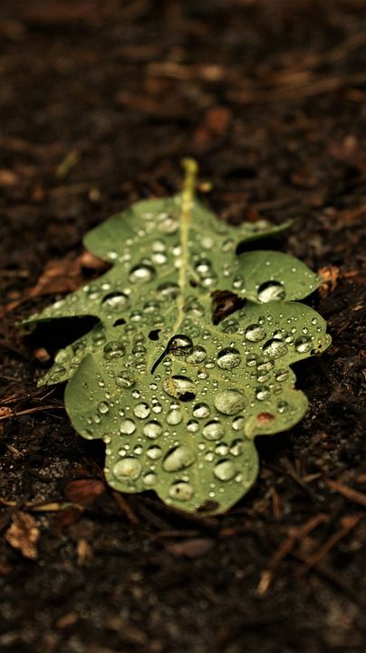 橡树叶 水滴 夏天 森林地面 下雨 森林路径 远足 自然美 神经