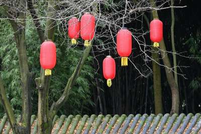 春节 灯笼 节日 森林