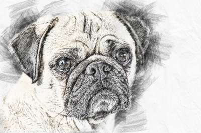 哈巴狗 狗 犬类 宠物 动物 国内动物 哺乳动物 画画 肖像