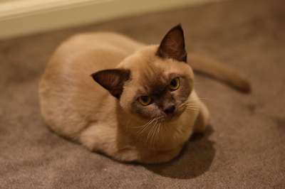 缅甸语 猫 巧克力 棕色巧克力