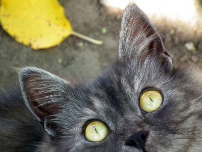 猫 宠物 动物 猫眼 猫的眼睛 可爱 喜欢猫的人 特写 灰色的