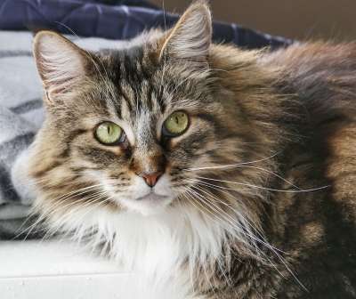 可爱的 猫 动物 小猫 家畜 哺乳动物 肖像 大花猫 毛茸茸的