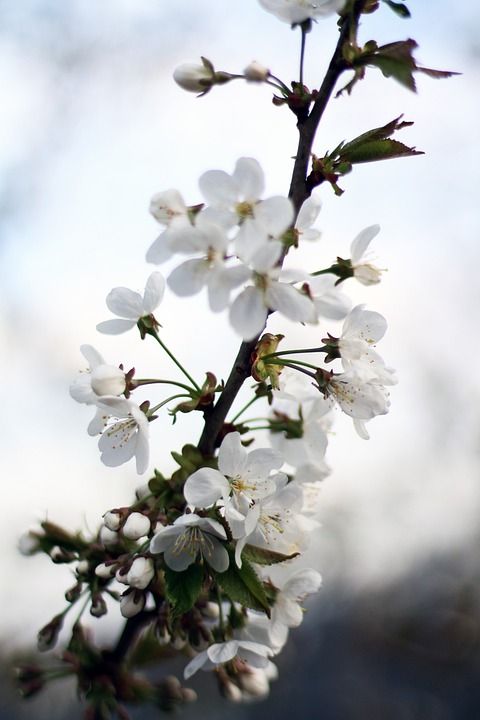 花 花朵 弹簧 绽放 树木开花 树的花 性质 背景 白色的花