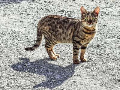 猫 迷路 虎斑猫 动物 看着 好奇的 街道 户外的 阴影 灰猫