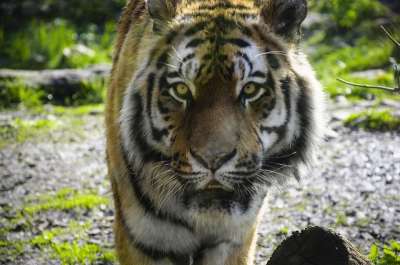 老虎 动物园 捕食者 野生动物 野猫 大猫 危险的 猫 食肉动物