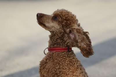 狗 贵宾犬 通过 一个朋友 爱 棕色的爱 棕色的狗