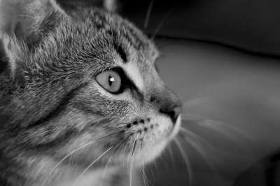 猫咪 宠物 猫脸 黑色和白色 眼睛 动物 动物医院 黑白猫