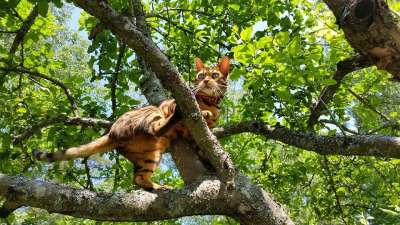 树 猫 动物 攀登