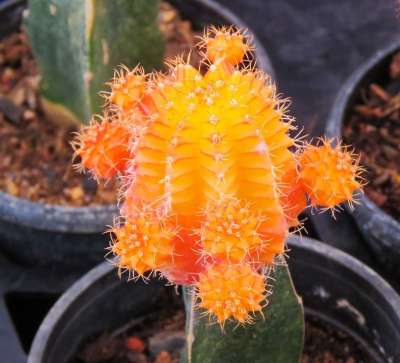 仙人掌 仙人掌花 橙色的仙人掌 橙花 多汁的 自然 植物 花园