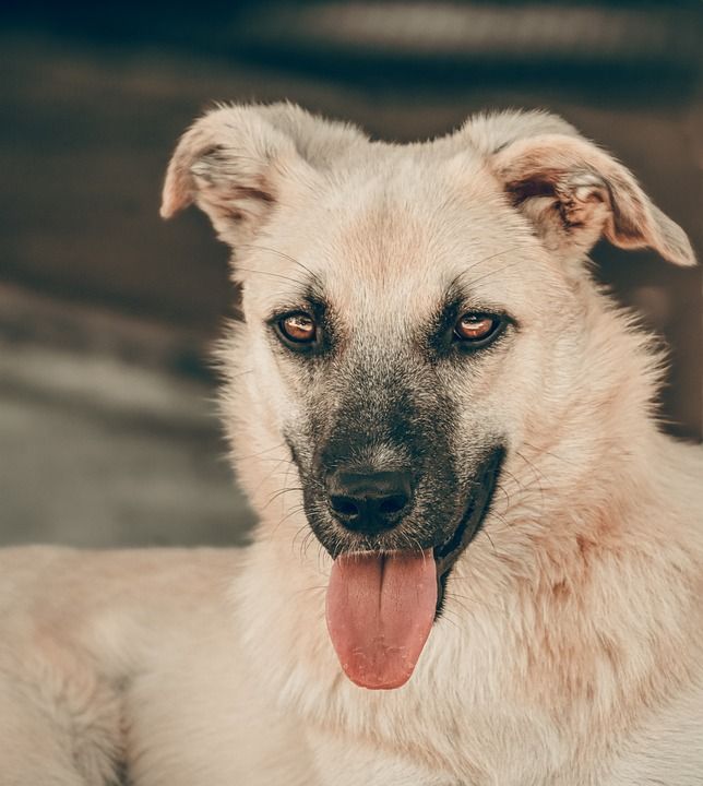 狗 宠物 户外 犬类 动物 国内动物