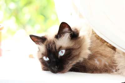 猫 老虎 利奥 布娃娃 暹罗猫 美丽 猫咪 免费照片 眼睛