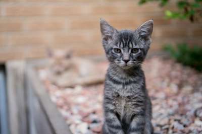 猫 小猫 宠物 动物 目睹