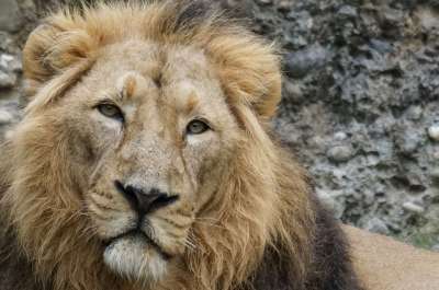 印度狮子 狮子 大猫 男性 捕食者