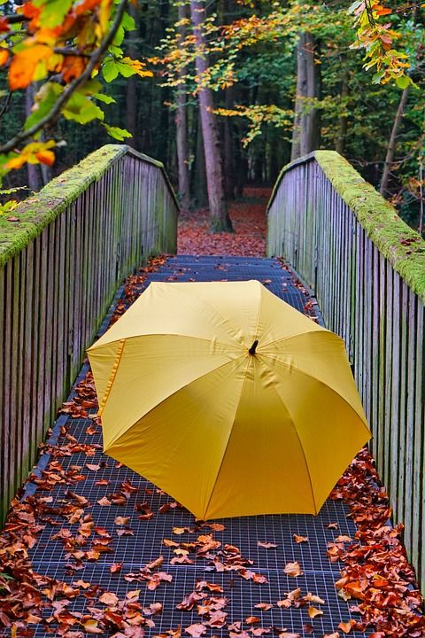雨伞 桥 森林 落下 苔藓 树叶 雨 颜色 小路 秋天的