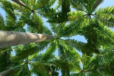 树 绿色 树纹理 草本植物 自然 叶子 树叶 看法 分支 光