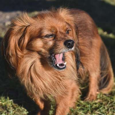 狗 品种 乳头状 犬类 宠物 动物 哺乳动物
