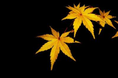 感情 大自然 植物 花 黄色花 秋天的树叶