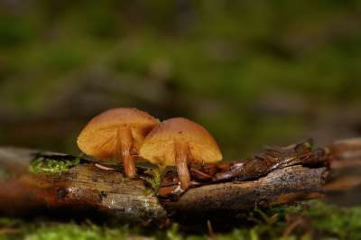 蘑菇 真菌学 菌 苔藓 森林 自然 生长