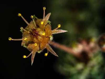 多汁的 盛开 花药 黄 棕色的 红色的 宏 特写 房间 工厂